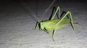 There are about 900 species of crickets. Cricket Animal Youtube