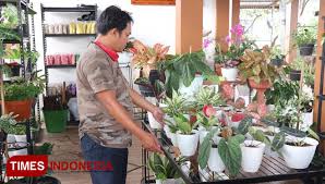 Tanaman hias yang satu ini, bisa tetap tumbuh di setiap sudut ruangan rumah, di dalam kondisi apapun. Jual Tanaman Hias Di Masa Pandemi Covid 19 Menjadi Berkah Bagi Ibu Rumah Tangga Di Pagaralam Ini Times Indonesia