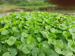 Image result for Macrotyloma africanum