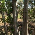 Image result for Obetia tenax