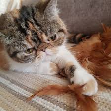 Muge Yelda Eris Ciger Adli Kullanicinin Kittin Cat Panosundaki Pin