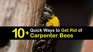If an infestation has occurred, you will need to use an insecticide to eliminate the carpenter bees. 10 Quick Ways To Get Rid Of Carpenter Bees