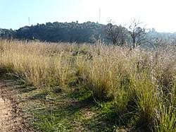 Image result for Hyparrhenia anamesa