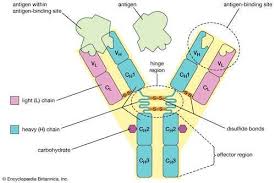 Antibody Definition Structure Function Types Cell Biology Notes Cells Activity Plant Cell Model