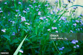 Image result for Adenostemma viscosum