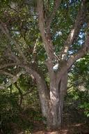 Image result for Dialium schlechteri