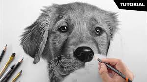 We love how our collection of easy drawing tutorials keeps on growing. How To Draw A Realistic Dog Tutorial For Beginners Youtube