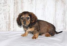 These dachshund puppies located in indiana come from different cities, including, cloverdale. Burno A Male Akc Dachshund Puppy For Sale In Shipshewana Indiana Find Cute Dachshund Puppies And Breed Dachshund Puppies For Sale Dachshund Breed Dachshund