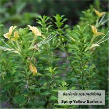 Image result for Bersama lucens