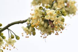 Image result for Ceiba pentandra