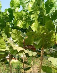 Image result for Sarcophrynium brachystachyum