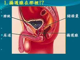 對男人攝護腺應有的基本認識- YouTube