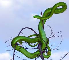 Photo By Gerhardt Nieuwoudt Snake Scary Snakes Live Oak Tree Tattoo