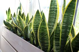 Ternyata ada beberapa tanaman hias yang bisa hidup tanpa sinar matahari nih, bunda. Air Akuarium Dan 6 Bahan Alami Ini Ampuh Untuk Pupuk Tanaman Hias Seperti Lidah Mertua Dan Monstera Kabar Joglo Semar