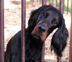 Adopt a gordon setter puppy today! Gordon Setter Puppies For Sale Northern Ireland Bmo Show