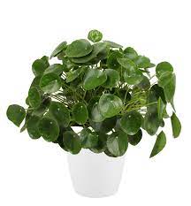 Maybe you would like to learn more about one of these? Indoor Plant Chinese Money Plant In White Plant Pot As A Set Height 50 Cm Characteristic In White Plant Pot Type 50 Cm