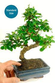 Maybe you would like to learn more about one of these? Bonsai Kit Builder Tea Tree Carmona Microphylla Flowering Indoor Bonsai Tree For Sale