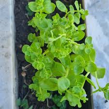 Image result for Aeollanthus suaveolens