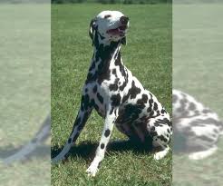 Originating as a hunting dog, it was also used as a carriage dog in its early days. Dalmatian Breed Information And Pictures On Puppyfinder Com