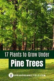 What is soil ph and why it matters. Best Plants To Grow Under Pine Trees Plants That Grow Under Pine Trees Pine Garden Tree Garden Design
