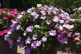 Image result for Impatiens assurgens