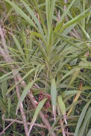 Image result for Cordyline stricta