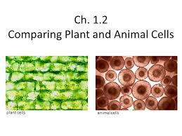 Plant cells have chloroplasts that converts sunlight into energy plant cells have a cell wall that is a thicker outer coating that helps maintain the shape of the cell and protects it. Ch 1 2 Comparing Plant And Animal Cells Ppt Video Online Download