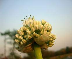 Onion Flower 3 Onion Flower Flowers Grapes