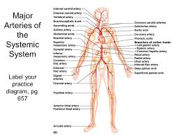 Place the letter of your choice in the figure 46.11 label the major arteries and veins of the systemic and pulmonary circuits. Chap 18 Blood Vessels Continued Learning Objectives Continued 1 Name And Give The Location Of The Major Arteries And Veins In The Systemic Circulation Ppt Download