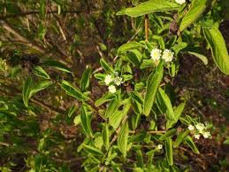 Image result for Lippia javanica