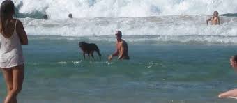 Every type of f*ckwit under the sun gravitates to byron: Australiens Ostkuste Die Party Stinkt Taz De