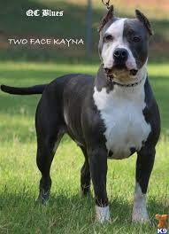 I see one in cleveland kennel that i absolutely love, but we have cats and not sure if they are good dogs with cats. American Pit Bull Puppy For Sale Ukc Adba Purple Ribbon Registered Blue Pitbull Pup 11 Years Old