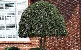 Weeping Yaupon Holly Picture Gardenality Umbrella Tree Fast Growing Trees Holly Tree