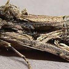 Image result for Dolichos sericeus