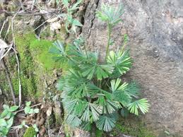 Image result for Actiniopteris radiata