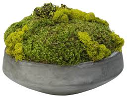 Newport beach is the home of two impressive five star hotels with fabulous banquet facilities. Large Moss In Newport Bowl Traditional Artificial Plants And Trees By Foster S Point Houzz