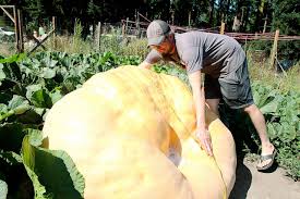 Ryan And The Giant Pumpkin Coupeville Resident Grows Half