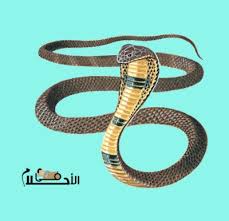 تفسير حلم لدغة الثعبان في اليد اليمنى او اليسري في المنام في الاحلام