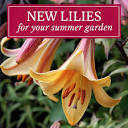 New Lilies for Your Summer Flower Garden