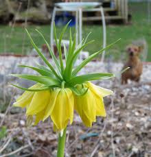 Do deer eat sunflowers? may be the popular question of many people who are going to plant sunflowers in the garden. Smart Gardening With Deer Deer Resistant Bulbs To Plant In Fall Gardening In Michigan