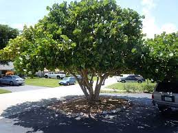 Coccolobo Uvifera Grape Tree Landscape Wholesale Plants