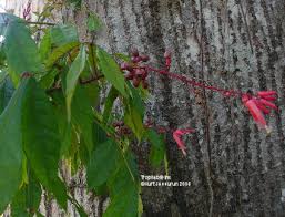 Image result for Quassia undulata