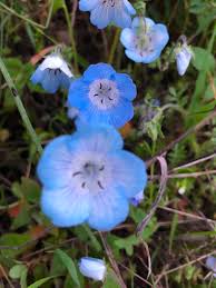 We can deliver any bouquet you choose to carmel, ca and beyond! Seven Best Places For Wildflowers In Monterey County Monterey Farmgirl