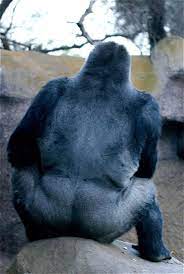 We did not find results for: Just Sitting Here Contemplating Life Do You Ever Wonder What Animals Think Silverback Gorilla Gorilla Animals And Pets