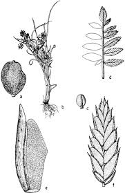 Image result for Pycreus pumilus