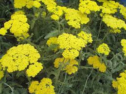 Pin On Plants I Like