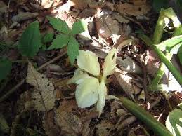 茗荷の花 みょうがのはな めうがのはな 初秋 季語と歳時記