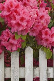 15 Poisonous Plants And Flowers Toxic Plants That Could Kill You Flowers Plants Deadly Plants