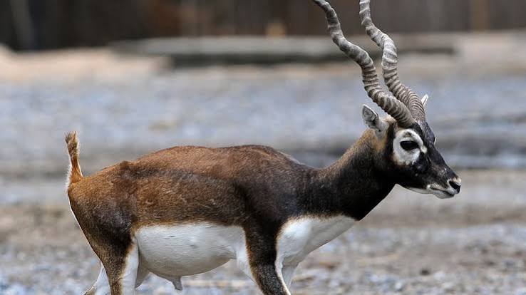Leopard kills blackbuck in Gujarat safari park near Statue of Unity, 7 deer die of 'shock'