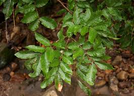 Image result for Lecaniodiscus